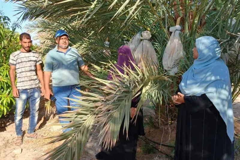 زراعة جنوب سيناء تطلق قافلة لمتابعة المحاصيل الصيفية ومكافحة سوسة النخيل شنت مديرية الزراعة بجنوب سيناء، اليوم السبت، قافلة زراعية بمدينة رأس سدر