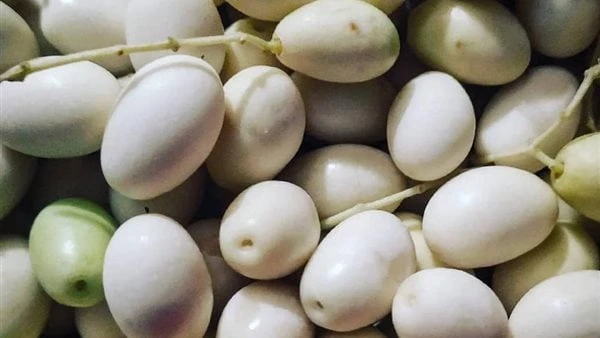 لمزارعي الزيتون.. أهم النصائح الواجب مراعاتها خلال أغسطسأصدرت وزارة الزراعة واستصلاح الأراضي، نشرة بأهم التوصيات الفنية الواجب على مزارعي الزيتون