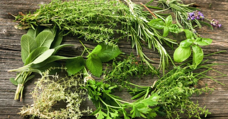 إليكم كيفية حفظ الأعشاب في الثلاجة لمدة طويلة...وهذه الطريقة هي الإفضل تعرف على التالي إليكم كيفية حفظ الأعشاب في الثلاجة لمدة طويلة...وهذه الطريقة هي الإفضل، الأعشاب المحلية والمن