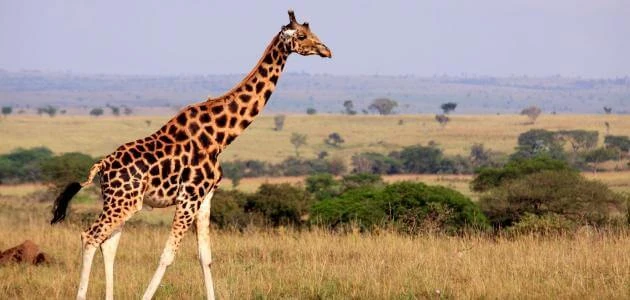 حيوان بحرف الزاي ز أسماء الحيوانات حول العالميوجد العديد من الحيوانات التي تبدأ بحرف الزاي، كما ان هذه الحيوانات تتميز بالعديد من المميزات ويبحث