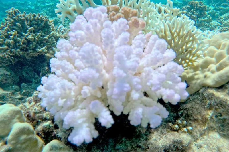 علوم البحار يواصل رصد مناطق الشعاب المرجانية المتأثرة بالابيضاض في البحر الأحمر (صور) واصل باحثو معهد علوم البحار في الغردقة، أعمال الرصد والتوثيق