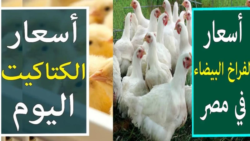 ارتفاع جديد في أسعار الدواجن الجمعة 30 أغسطس 2024شهدت الأسواق المحلية ارتفاعا جديدا في أسعار الدواجن اليوم الجمعة، حيث زادت الأسعار بشكل ملحوظ مقارنة