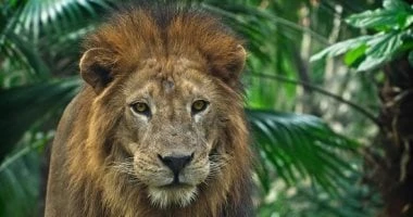 اليوم العالمي للأسد.. 5 معلومات ما تعرفهاش عنه منها خوفه من القنفد المرأة والمنوعات شاهد المقال التالي من صحافة مصر عن اليوم العالمي للأسد 5 معلومات