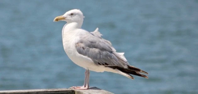 عبارات عن طائر النورس وأبرز ما يميزهطائر النورس، أحد الطيور البحرية التي تلفت الأنظار بجمالها وسلوكها الفريد، يعتبر رمزا للحرية والجمال في عالم الطيور، ويعيش النورس على السواحل وال