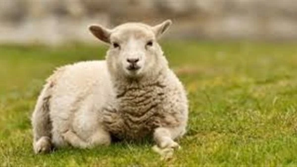 هل يجوز العقيقة قبل الولادة؟.. انتبه ل7 حقائق ينبغي معرفتهالاشك أن ما يطرح سؤال هل يجوز العقيقة قبل الولادة ؟، هؤلاء الذيم يدكون فضل هذه السنة