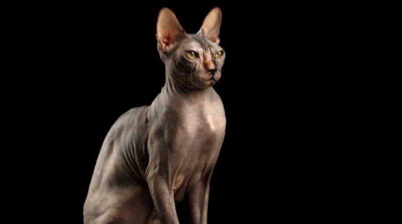 فرعوني ذكي جدا.. سفينكس أغلى قط في العالم القط الفرعوني من القطط الأكثرة شهرة على مستوى العالم، نظرا لهيئته المختلفة عن باقي القطط التي تتمتع