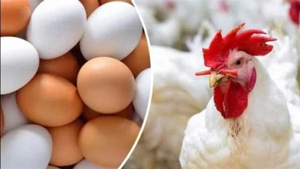 سعر الفراخ اليوم. اسقرار نسبي في الجملة والاسواق شهد سعر الفراخ اليوم الجمعة 23 أغسطس 2024 ، استقرارا نسبيا في أسواق الدواجن بمختلف أنواعها البيضاء -