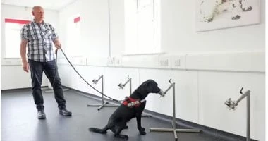 صحيفة بريطانية: باحثون يستخدمون الكلاب لاكتشاف سرطان الأمعاء صحة وطب شاهد المقال التالي من صحافة مصر عن صحيفة بريطانية باحثون يستخدمون الكلاب لاكتشاف