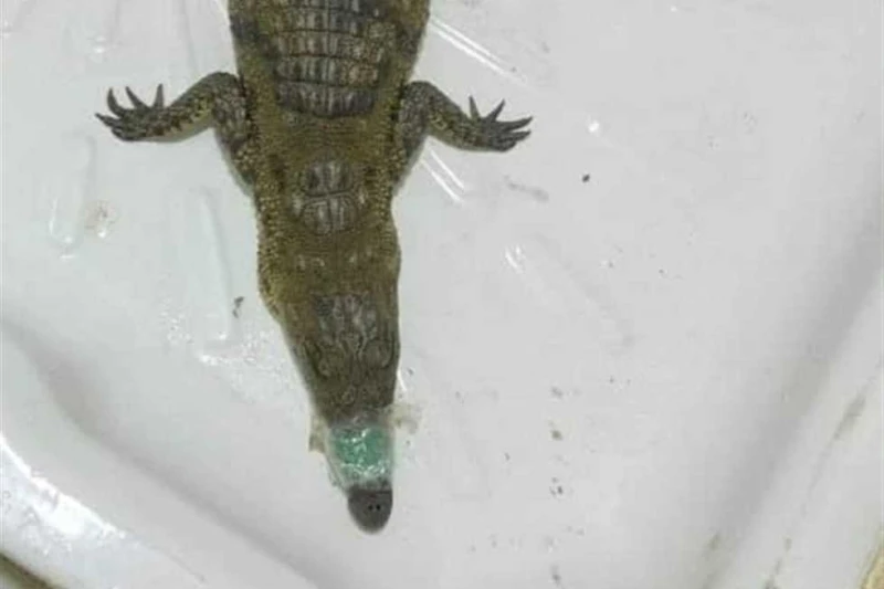 بعزله في بحيرة خاصة لصغر سنة.. تسليم تمساح البدرشين لحديقة حيوان بني سويف (تفاصيل) أعلنت الدكتورة هبة أحمد، مديرة حديقة حيوان بنى سويف، استقبال تمساح