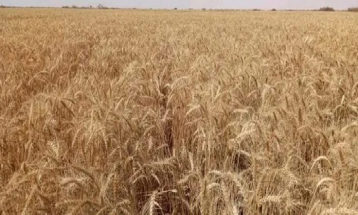 ل 3 سنوات.. الحكومة تعلن زيادة مخزون القمح وحوافز للفلاحينوضعت حكومة الدكتور مصطفى مدبولي، في برنامجها الذى يمتد لمدة 3 سنوات، من 2024 إلى 2027 خطة