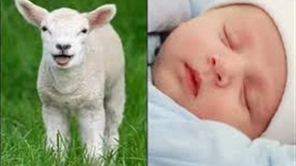 هل العقيقة فرض واجب أم سنة؟.. اعرف حكمها وشروطها وكيفية توزيعهالعل ما يطرح السؤال عن هل العقيقة فرض واجب أم سنة ؟ ، هو كثرة المواليد كل يوم مع ضيق العيش الذي يتعذر معه عمل عقيقة اح