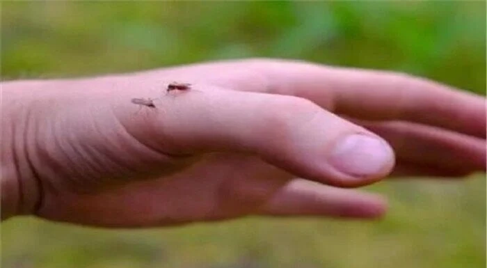 بعد تحذيرات الصحة العالمية.. كل ما تريد معرفته عن فيروس أوروبوش خدمات خدمات، بعد تحذيرات الصحة العالمية كل ما تريد معرفته عن فيروس أوروبوش،خدمات بعد