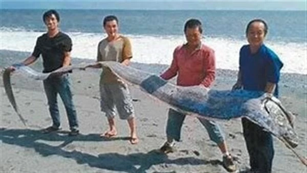 شرة المرأة والصحة.. كيف ينتشر فيروس جدري القرود ؟.. ظهور سمكة يوم القيامة في كاليفورنيا.. سعر صادم لإطلالة جويل مردينان بفرنسانشر موقع افاق عربية، عددا من الأخبار المهمة في مجالي ا