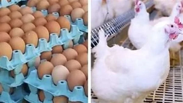 أسعار الدواجن والأعلاف والبيض اليوم الجمعة 23-8-2024يقدم موقع افاق عربية الإخباري أسعار الدواجن والبيض، اليوم الجمعة 23-8-2024 في مصر، بالمزارع