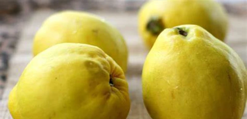 فوائد صحية عديدة.. فاكهة تقي من الموت المفاجئ صحة صحة، فوائد صحية عديدة فاكهة تقي من الموت المفاجئ،أكد الدكتور معتز القيعي، أخصائي التغذية العلاجية، في تصريح له أن السفرجل يحمل الع