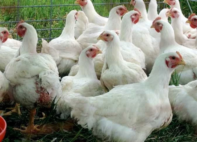 سعر الفراخ البيضاء وكرتونة البيض اليوم الأحد 4 أغسطس 2024يزداد البحث من قبل الكثير من المواطنين المستهلكين عن سعر كرتونة البيض اليوم، حيث يعتبر البيض