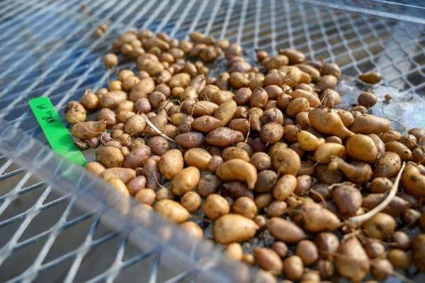 اكتشاف يربط بين البطاطا والحضارات القديمة بانوراما شاهد المقال التالي من صحافة الأردن عن اكتشاف يربط بين البطاطا والحضارات القديمة، عمون كشفت دراسة أجراها باحثو جامعة يوتا، أن السك