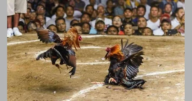 ناد إنجليزي يغضب مشجعيه بمصارعة الديوك لايف ستايل شاهد المقال التالي من صحافة البحرين عن ناد إنجليزي يغضب مشجعيه بمصارعة الديوك، أثار أحد أندية،بحسب