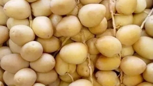 ماذا يحدث لجسمك عند تناول البلح البرحي؟قدم الدكتور خالد يوسف خبير التغذية العلاجية عبر صفحته الخاصة بموقع التواصل الإجتماعي فيسبوك، فوائد البلح