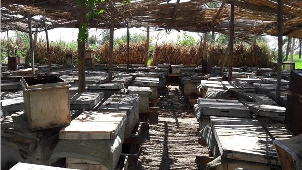 بسبب الأرض.. مزارع يشعل النار فى منحل عسل لأبناء عمومته بالمنيا اشعل مزارع في مركز المنيا، اليوم الخميس 22 اغسطس، النيران في منحل لإنتاج العسل