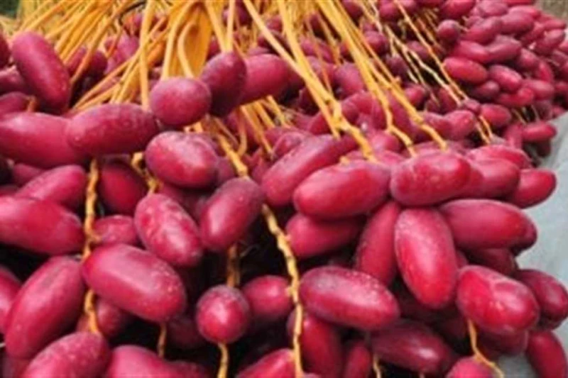 البلح الأحمر ب25 والعنب 35.. أسعار الفاكهة اليوم السبت في أسواق الإسكندرية تشهد أسعار الفاكهة في أسواق الإسكندرية، ارتفاعا بمعظم الأصناف، والتي من