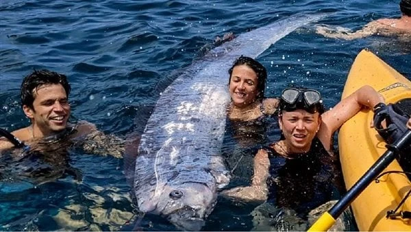 كوارث طبيعية.. العثور على سمكة يوم القيامة نافقة في المحيط بكاليفورنيا.. صورشهد مجموعة من الأشخاص ظهور نادر لسمكة يوم القيامة، والمعروفة بأسم سمكة مجداف يطول 5 أمتار، خلال ممارستهم