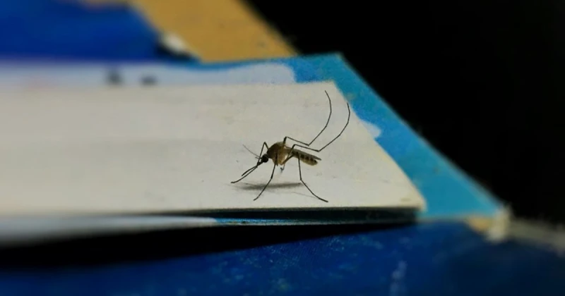 البعوض يستخدم الأشعة تحت الحمراء للعثور على الجلد تعرف على التالي البعوض يستخدم الأشعة تحت الحمراء للعثور على الجلد، في بحث نشر هذا الأسبوع في مجلة ،