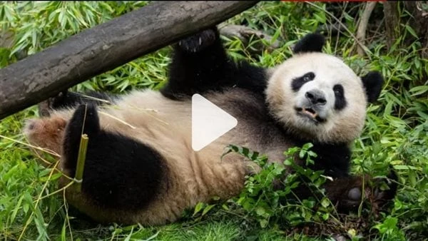 وسط حشد من الزائرين.. حديقة سان دييغو تستقبل زوجين من الباندا استقبلت حديقة الحيوان في سان دييغو في الولايات المتحدة بزوين من الباندا العملاقين، حيث انهم لم يستضيفوا هذا النوع منذ