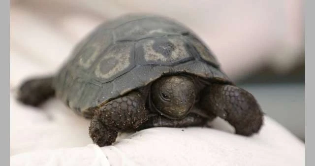 ولادة أول سلحفاة عملاقة مهددة بالانقراض لايف ستايل شاهد المقال التالي من صحافة البحرين عن ولادة أول سلحفاة عملاقة مهددة بالانقراض، ولدت سلحفاة عملاقة