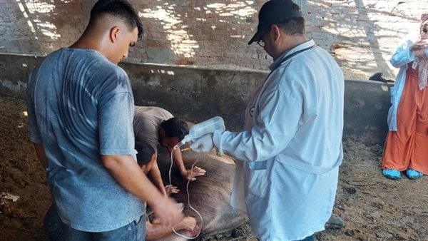 معهد بحوث الصحة الحيوانية يشارك في قوافل طبية مجانية بالمرجقام معهد بحوث الصحة الحيوانية بإطلاق قافلة بيطرية في عزبة سماحة (مزرعة صوابي) والتابعة