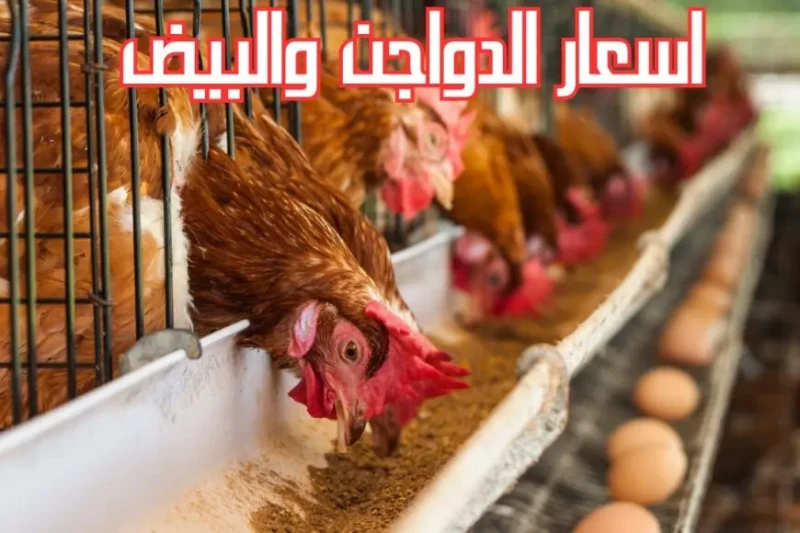 الفراخ البيضاء بقت بتراب الفلوس!.. بورصة الدواجن اليوم اسعار الفراخ البيضاء اليوم الاثنين 12 اغسطس 2024 في الاسواق والمحلات شهدت أسعار الدواجن في مصر تراجعا كبيرا اليوم، مما أثار ا