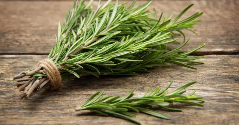 إكليل الجبل يحارب الزهايمر ويحفز الذاكرة ووظائف الإدراك تعرف على التالي إكليل الجبل يحارب الزهايمر ويحفز الذاكرة ووظائف الإدراك، إكليل الجبل نبتة عطرة له فوائد صحية وإكتسب في العصو