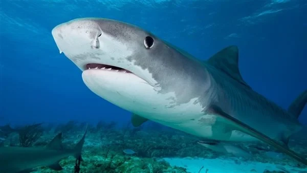 عاد من جديد ظهور قرش النمر بمرسى علم ومصدر بجهاز المحيطات يكشف التفاصيلظهور قرش النمر بمرسى علم سواحل البحر الأحمر، تحديدا في مدينة مرسى علم الواقعة