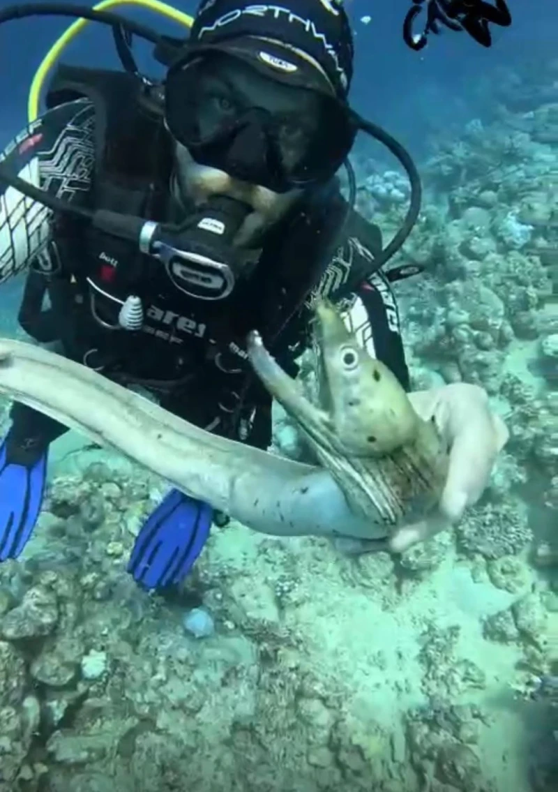 المركز الوطني للثروة السمكية يوضح أسباب نفوق أسماك الشاقة بجدة ، المركز الوطني للثروة السمكية يوضح أسباب نفوق أسماك الشاقة بجدة،في استجابة لبلاغات