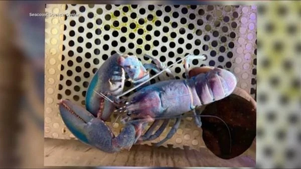 مركز علوم البحار يكتشف نوعا نادرا من الكركند بلون غزل البنات شاهدحصل مركز علوم البحار في نيو هامبشاير راهنا، على كركند نادر جدا بلون غزل البنات، قام