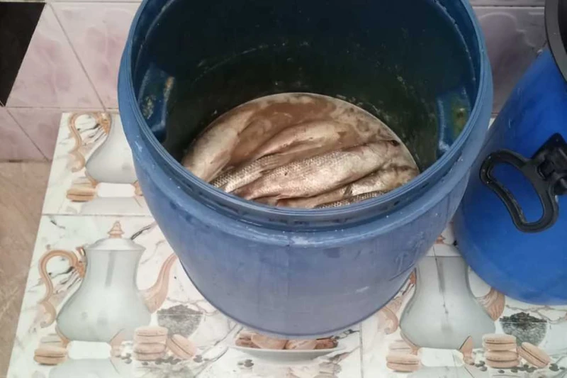 ضبط لحوم وكميات فسيخ فاسدة في حملات تموينية بكفر الشيخ شنت إدارة الطب البيطرى بكفرالشيخ عدة حملات، اليوم الخميس، أسفرت عن تحرير 5 محاضر وضبط طن إلا ربع لحوم وأسماك فاسدة. وجاءت الض