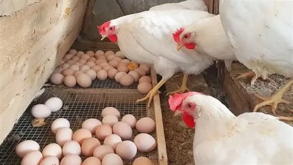 سعر الدواجن والبيض في المزارع والأسواق اليوم الخميس 29-8-2024يقدم موقع افاق عربية أسعار الدواجن والبيض في مصر، بالمزارع والأسواق، اليوم الخميس 29-8-2024سعر الدواجن اليوموسجل سعر ال