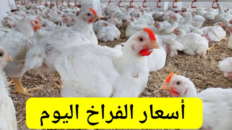 فرصة اشتري وخزن.. بكم سعر الفراخ اليوم الاحد 25 8 2024 والكتاكيت والبيض في الأسواق المصريةمع كل صباح يبحث جميع المواطنين عن سعر الفراخ اليوم وذلك بعد استقرار سعرها في الفترة الأخير