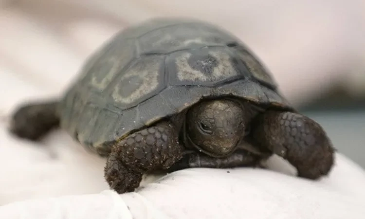 القصة كاملة ل ولادة أول سلحفاة عملاقة مهدد بالانقراض في فرنسا منوعات شاهد المقال التالي من صحافة مصر عن القصة كاملة ل ولادة أول سلحفاة عملاقة مهدد