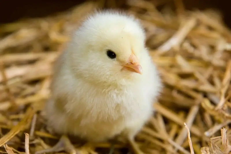 أسعار الكتاكيت اليوم الجمعة 2 أغسطس 2024 في بورصة الدواجنأسعار الكتاكيت اليوم .. استقرت أسعار الكتاكيت في بورصة الدواجن اليوم الجمعة 2 أغسطس 2024،