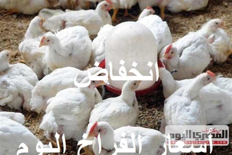 انخفاض سعر الفراخ البيضاء والساسو وثبات كارتونة البيض بالأسواق اليوم الجمعة 9 أغسطس 2024 شهدت أسعار الفراخ البيضاء اليوم الجمعة 9 أغسطس 2024، تراجع