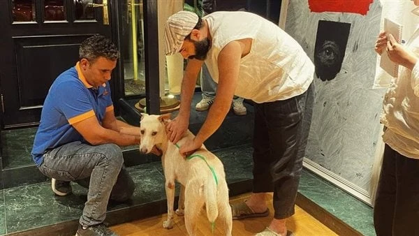 منتجة البحث عن منفذ لخروج السيد رامبو تكشف سر اصطحاب كلب بلدي في فينيسياخاصاصطحب أبطال فيلم البحث عن منفذ لخروج السيد رامبو الكلب البلدي الذي شارك