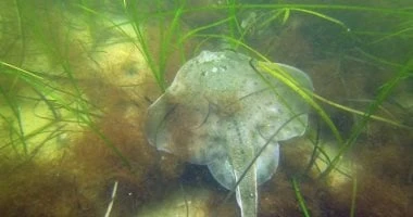 دراسة: مضادات الأكسدة بالأعشاب البحرية فعالة في الوقاية من باركنسون صحة وطب شاهد المقال التالي من صحافة مصر عن دراسة مضادات الأكسدة بالأعشاب البحرية