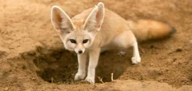 حيوان بحرف التاء ت أسماء الحيوانات حول العالميتساءل الكثيرون من الأشخاص عن الحيوانات التي يمكن أن تبدأ بحرف التاء، وذلك لأن هناك الكثير من الأشخاص