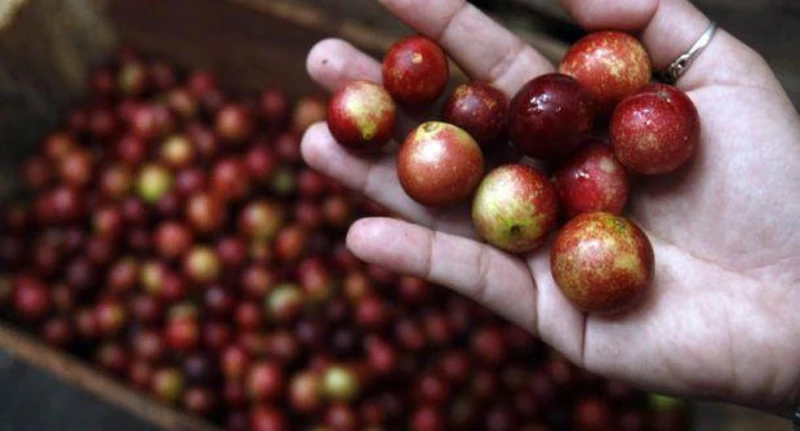 فاكهة كامو كامو حلا طبيعيا لتقليل دهون الكبد متفرقات متفرقات، فاكهة كامو كامو حلا طبيعيا لتقليل دهون الكبد،كشف باحثون عن فعالية فاكهة كامو .،عبر