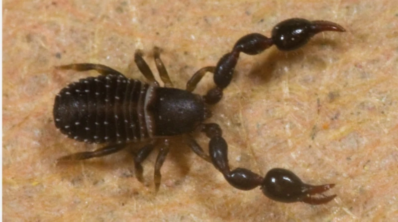 تأكل القمل والنمل.. عقارب مزيفة تقضي على الجراثيم في المستشفيات اكتشف مجموعة من الباحثين في مركز لويوي لجينوميات التنوع البيولوجي في ألمانيا، جزيئات