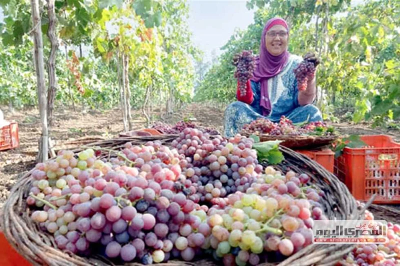 عناقيد اللؤلؤ الأحمر تزين الأراضى.. والزغاريد تملأ الغيطان زينت عناقيد العنب الأحمر الأشجار داخل الأراضى الزراعية بمحافظة الدقهلية، وسط فرحة المزارعين ببدء موسم الحصاد. مع نسمات ال