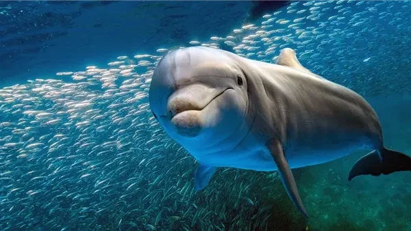 صمداي.. شعاب مرجانية وبيوت للدلافين في مرسى علمصمداي هي شعاب مرجانية على شكل هلال وتقع على بعد حوالي 5 كيلومترات من مدينة مرسى علم. تقع منطقة صمداي على بعد حوالي 6 أميال بحرية جنوب