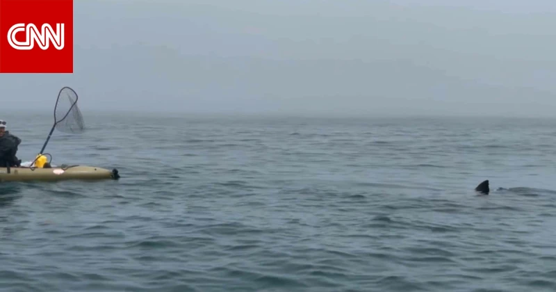 مواجهة وشيكة.. شاهد ما حدث مع راكبي كاياك بعد ظهور مفاجىء لسمكة قرش ضخمة منوعات شاهد المقال التالي من صحافة الأفاق عربيةية عن مواجهة وشيكة شاهد ما