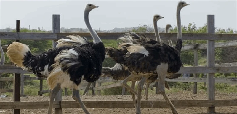 لحم النعام.. كنز غذائي يعزز صحتك ويحافظ على لياقتك صحة صحة، لحم النعام كنز غذائي يعزز صحتك ويحافظ على لياقتك،أشاد الدكتور علي سعد علي، نقيب الأطباء البيطريين بالفيوم، بالفوائد الصح